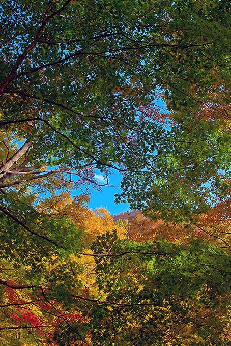 紅葉する木と林（紅葉 風景の背景フリー画像）