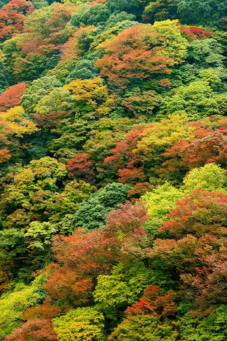 紅葉する木と林（紅葉 風景の背景フリー画像）
