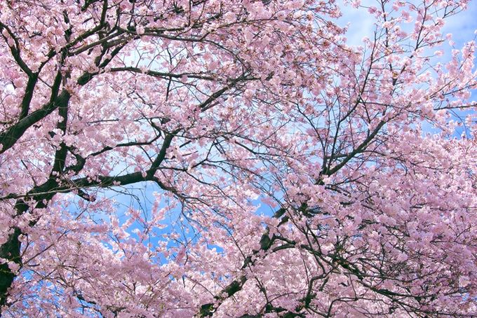 桜が咲く美しい日本の春（背景 春 画像の背景フリー画像）