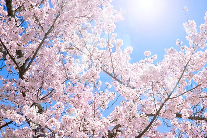 桜 撮影画像 さくら 背景 青空 満開 ピンク 陽射し 太陽 光 （背景 画像 桜の背景フリー画像）