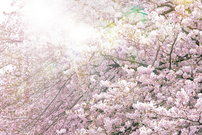 満開の桜と眩い太陽の光（桜 背景のフリー画像）