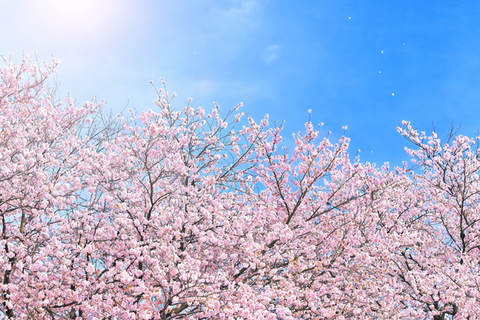 桜 素材 さくら 背景 花 満開 散る ピンク 青空 太陽 綺麗 (背景 画像 桜のフリー画像)