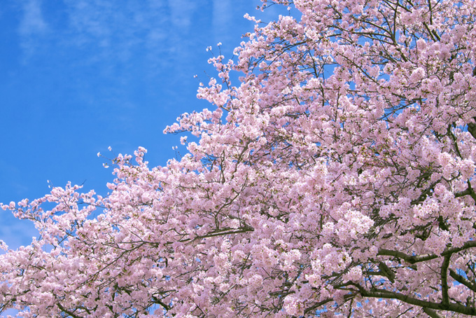 春空に咲き誇る満開の桜（背景 春 画像の背景フリー画像）