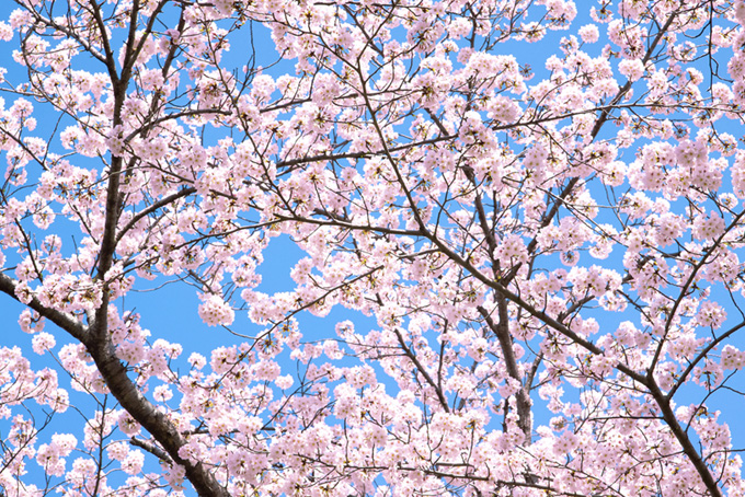 薄いピンクの花の桜背景（背景 春 画像の背景フリー画像）