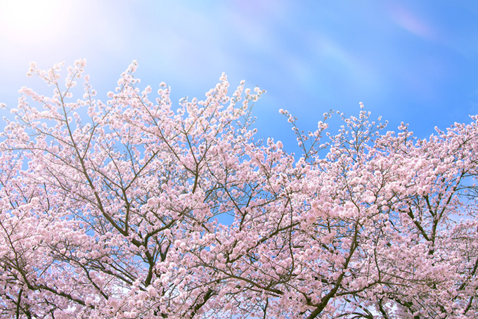 桜 画像 さくら 背景 花咲く 八分咲き ピンク 青空 光 (背景 桜 画像のフリー画像)