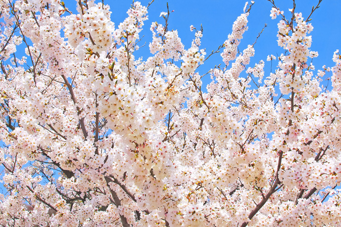 白い花と蕾のある染井吉野（春の背景フリー画像）