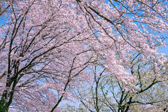 満開の花を付けて垂れ下がる桜の素材（桜 背景フリー画像）
