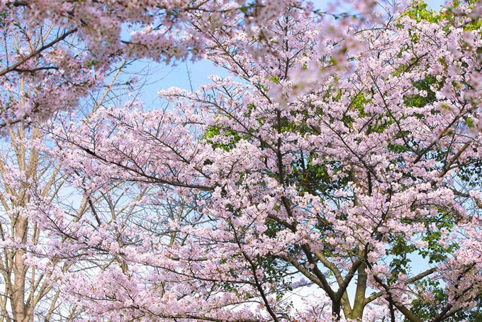 霞空と桜が咲く春の林（背景 画像 春の背景フリー画像）
