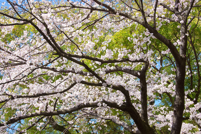 瑞々しい新緑と花を咲かせた桜の素材（桜 背景フリー画像）