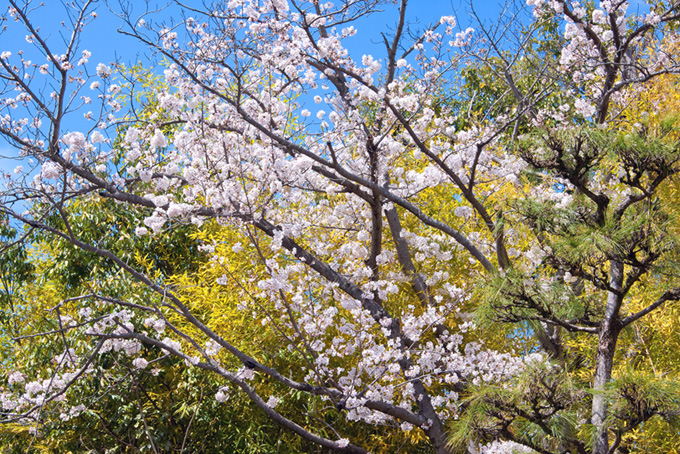 桜 撮影画像 サクラ 背景写真 風景 空 花 咲き始め 緑 春山 （背景 桜 画像の背景フリー画像）