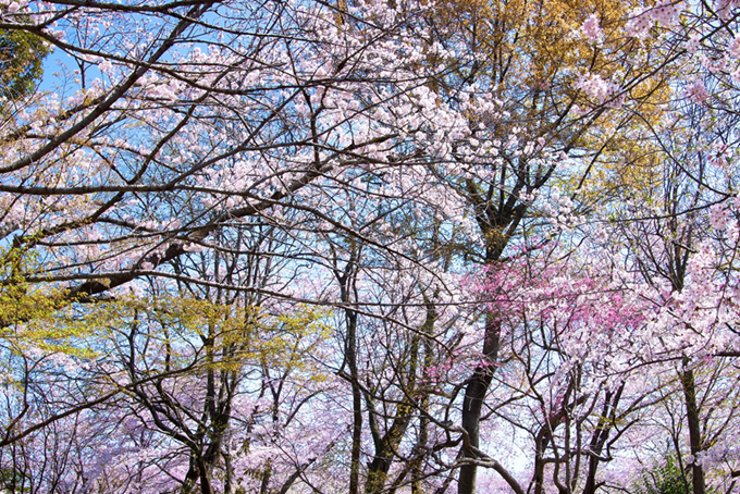 沢山の枝に色がつき始める春の背景（桜 背景のフリー画像）