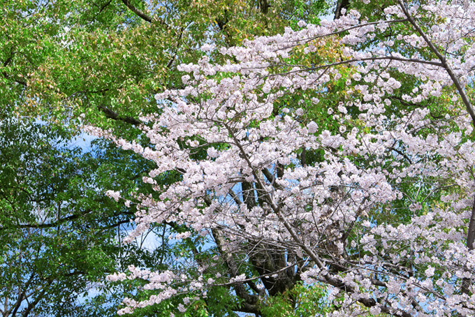 爽やかな緑葉に映える桜の花