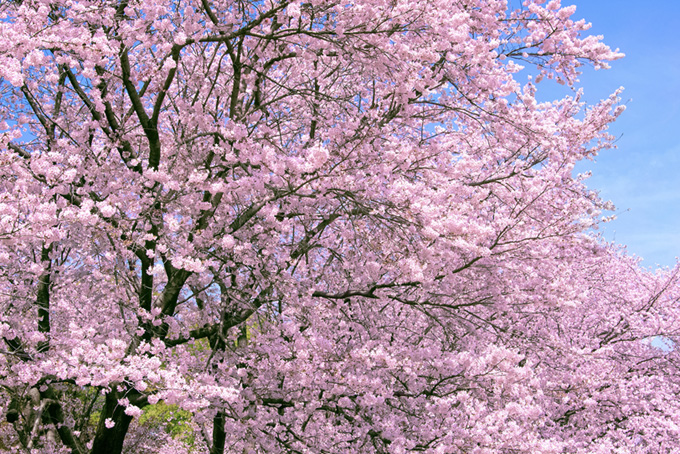 ピンクの花咲く満開の桜の写真（桜 背景フリー画像）