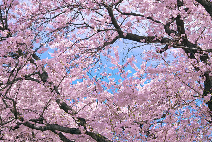 咲き誇る見事な桜の大木（春の背景フリー画像）