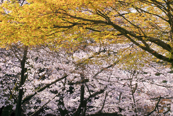 桜色と山吹色が美しい春山の写真（桜 背景のフリー画像）