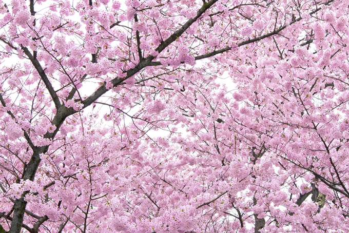 満開のピンクの桜の木（桜 背景のフリー画像）