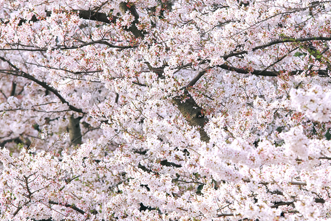 無数の花と蕾をつける桜の枝の画像（桜 背景のフリー画像）