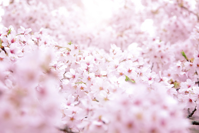 一面に咲く満開のサクラ（桜 花の背景フリー画像）