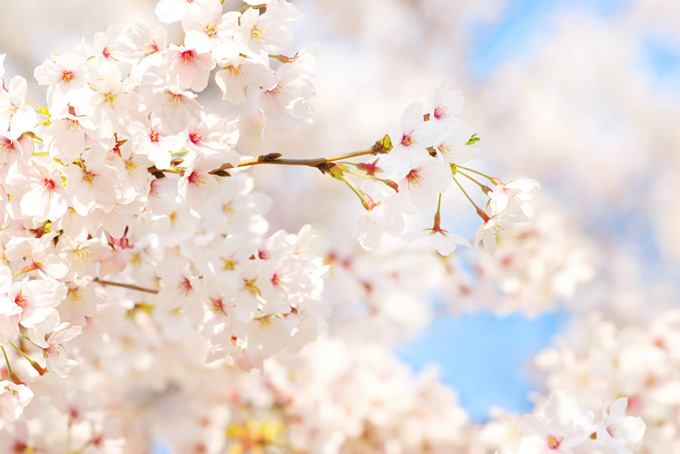 白い桜の花に青空が溶け込む（桜 花の背景フリー画像）