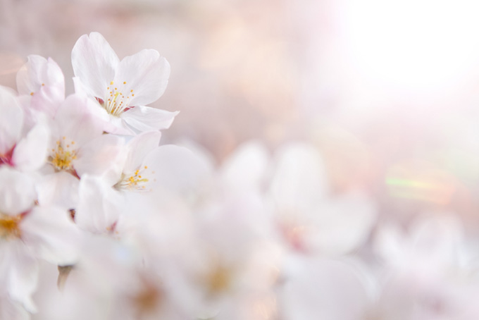 サクラの花びらを照らす春の太陽（背景 さくらの背景フリー画像）