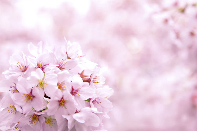 ピンクの桜の花の背景（さくら 花びらの背景フリー画像）