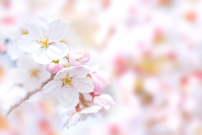 白いサクラの花とピンクのつぼみ（サクラの背景フリー画像）
