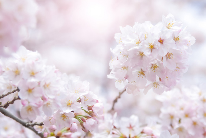 満開のサクラの花と春の陽射し（サクラ 写真の背景フリー画像）