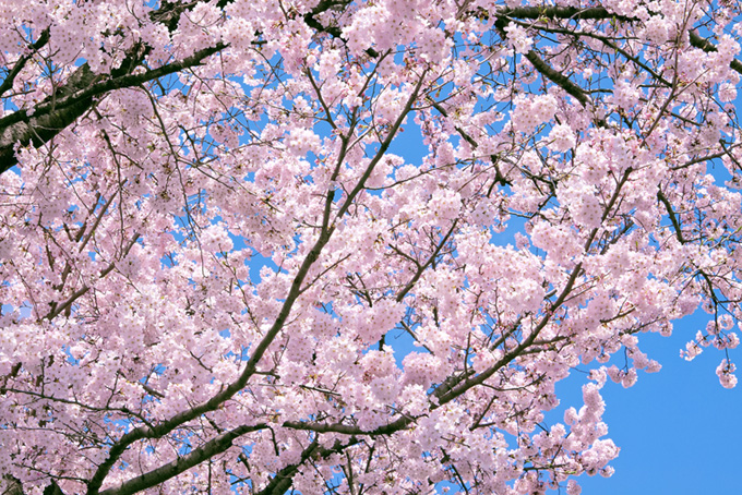 桜 バックグラウンド サクラ 背景 木 花 満開 ピンク 綺麗 青空 （背景 画像 桜の背景フリー画像）