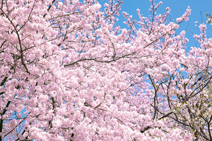 桜 素材 サクラ 背景画像 花 満開 ピンク 綺麗 春の風景 空 （背景 画像 桜の背景フリー画像）
