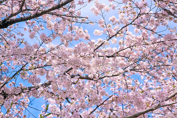 桜の花咲く背景