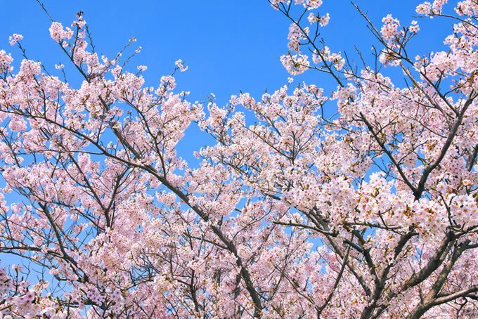 綺麗な青空と桜