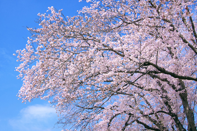 ピンクの花咲く桜の木