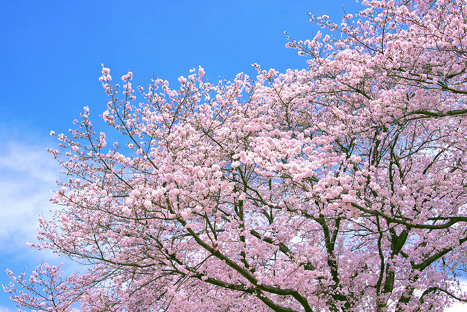 青空とピンクの桜