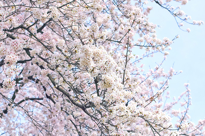 白い桜の花と白い空