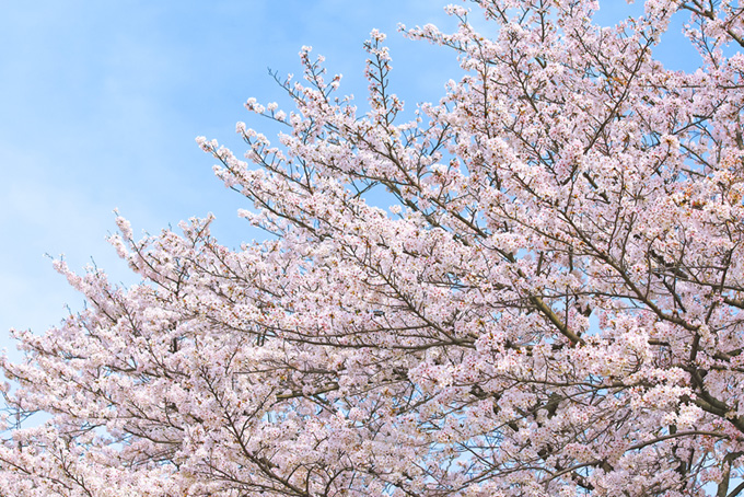 春の霞と桜