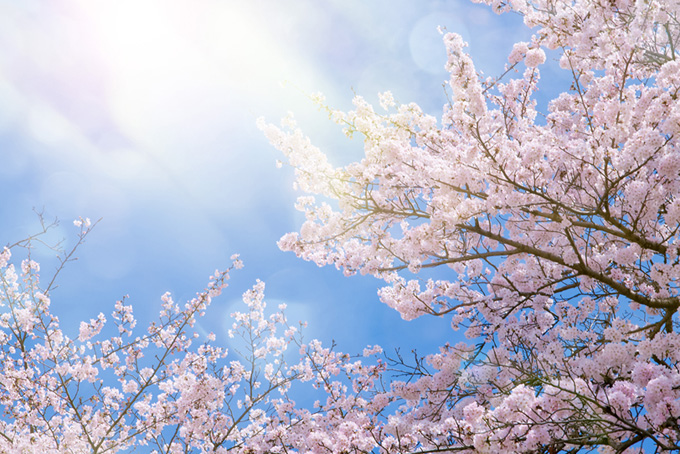 綺麗な桜に降り注ぐ光（桜 さくらの背景フリー画像）