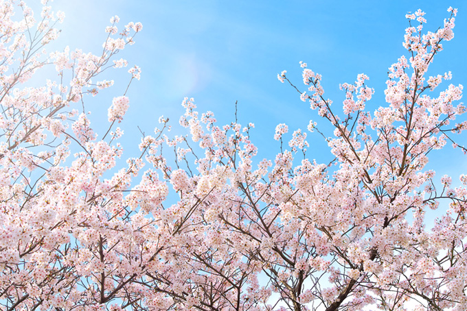 春のさくらと青空（桜 さくらの背景フリー画像）