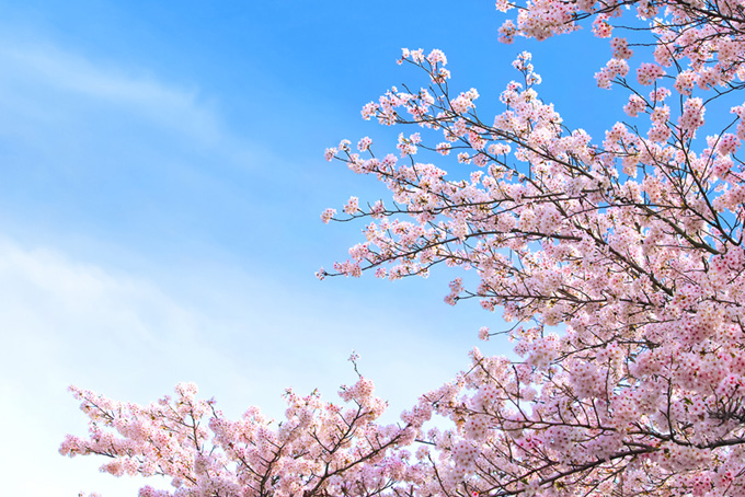 綺麗 画像 桜 桜を綺麗に撮るためのアイデア20選！カメラ設定とシーン別撮影方法