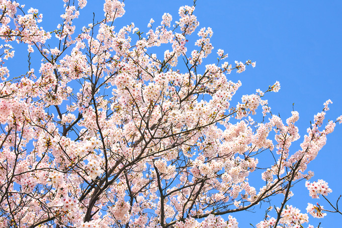 花開く桜と澄み渡る空（桜 綺麗の背景フリー画像）