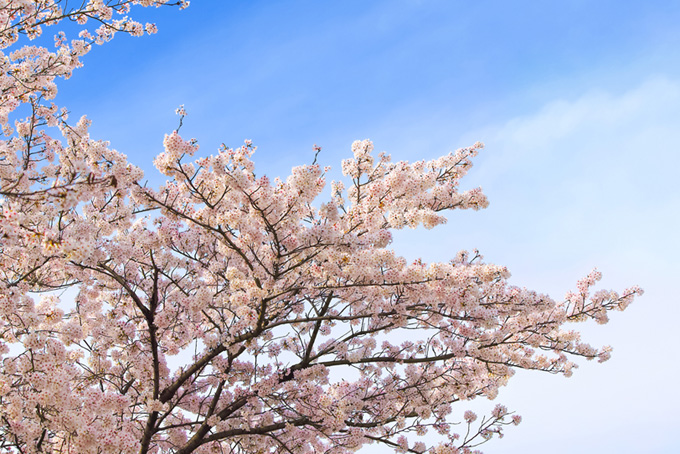 桜と青空（桜 写真の背景フリー画像）