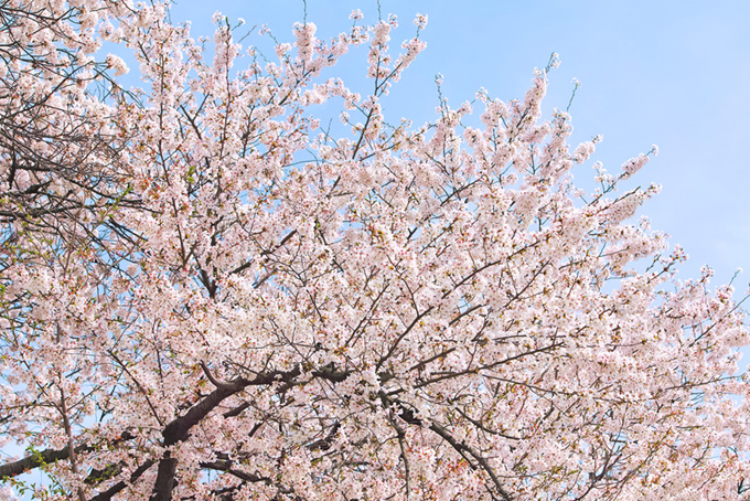 桜と青空（桜 高画質の背景フリー画像）