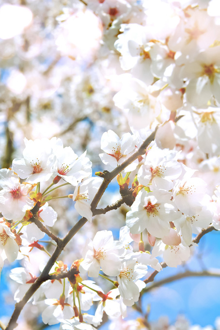桜の花びら（桜 綺麗の背景フリー画像）