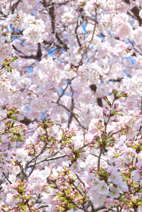 桜のつぼみと花びらの背景（桜 開花の背景フリー画像）