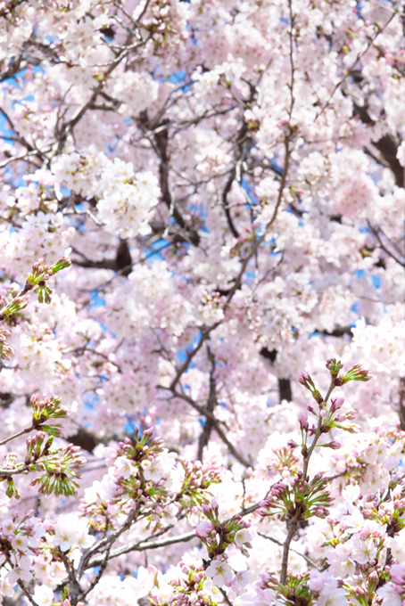 さくらの蕾と花の春風景（桜 開花の背景フリー画像）