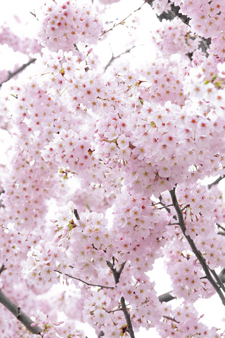 淡いピンクの桜と白背景（桜 満開の背景フリー画像）
