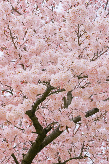満開の桜の木（桜 満開の背景フリー画像）