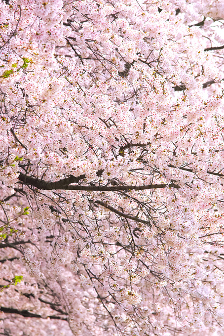 一面に咲き誇る桜（桜 満開の背景フリー画像）