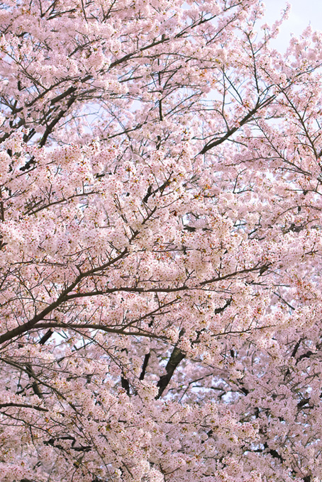 満開の枝を空に伸ばす桜（桜 満開の背景フリー画像）