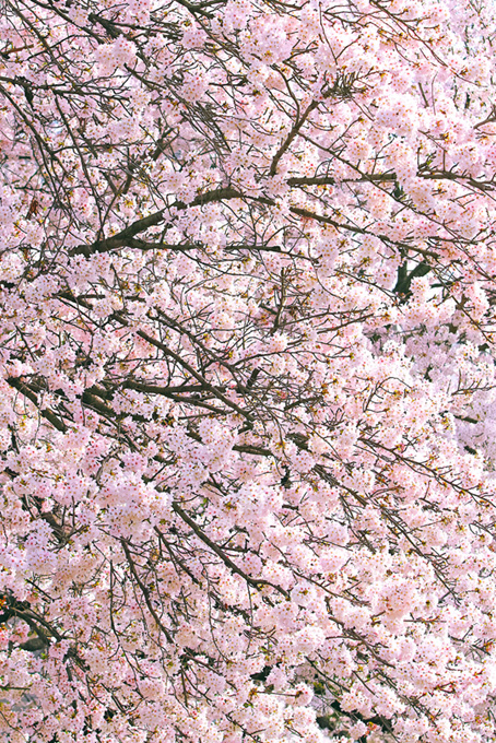 春に咲く美しい桜の花（桜 満開の背景フリー画像）