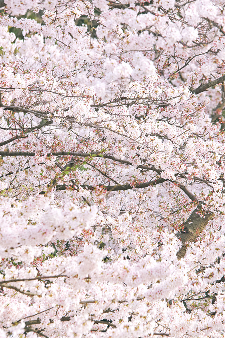 辺り一面の純白の桜の花（桜 満開の背景フリー画像）